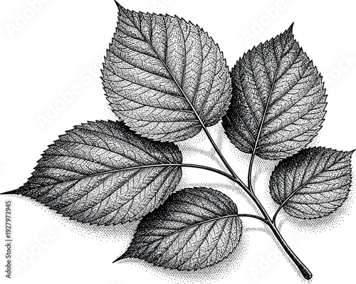 Close-up of a pressed herbarium specimen showing flattened leaves and fine vein structure, monochrome halftone
