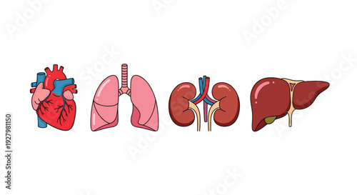 A medical illustration displays a human heart, lungs, kidneys, and liver, each rendered with distinct colors on a clean white background.