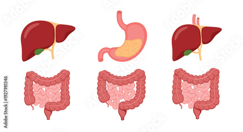Three sets of human internal organs, including the liver, stomach, and intestines, are clearly illustrated on a clean white background.