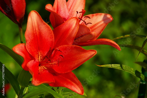 Tableau sur toile Bright red lily flower blooming in summer garden with fresh green leaves