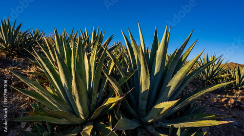 Agave plants thrive for Cinco de Mayo under blue sky
