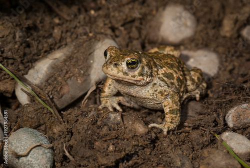 Photos Diagonal-frontal view of a natterjack toad from a low angle