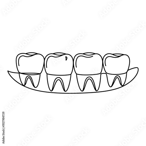 An anatomical outline drawing showing four molars rooted within the curved shape of gums.