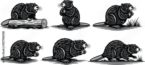 Collection of beaver illustrations in different poses with detailed fur, teeth, and flat tails, wildlife vector artwork for nature design