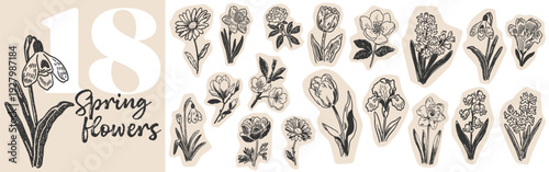 Hand drawn spring flower doodles and botanical sketches for floral design and garden concepts