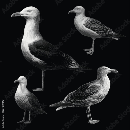 Set of seagulls isolated. vector seagull sea gull set vector art with black background