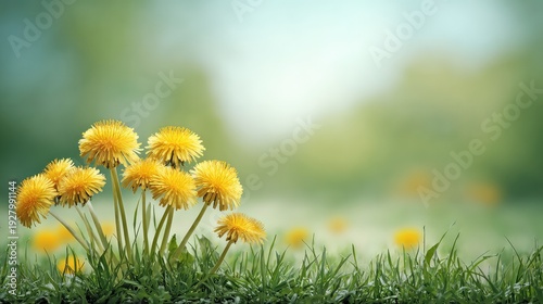 Air dandelion in the field