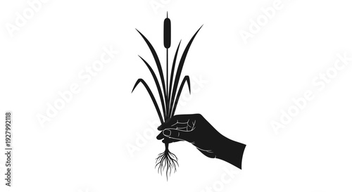 Hand holding cattail plant with roots.