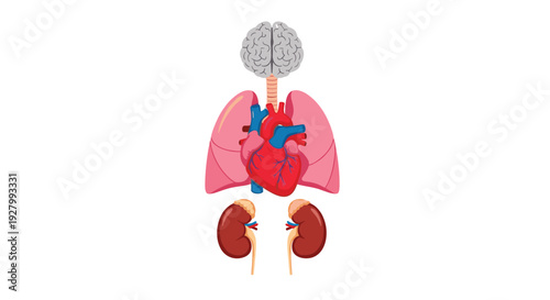 A stylized illustration displays four human internal organs, including the brain, lungs, heart, and kidneys, vertically arranged on a plain white background.