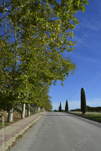 Paisagem de rua com árvore