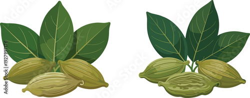 Two identical illustrations of green cardamom pods with fresh leaves for culinary food packaging organic herbal spice ingredient and healthy kitchen design