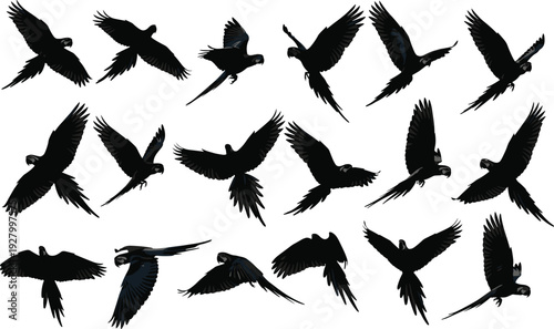 Set of flying parrot bird silhouettes in various flight poses and angles isolated on white background for wildlife and tropical design