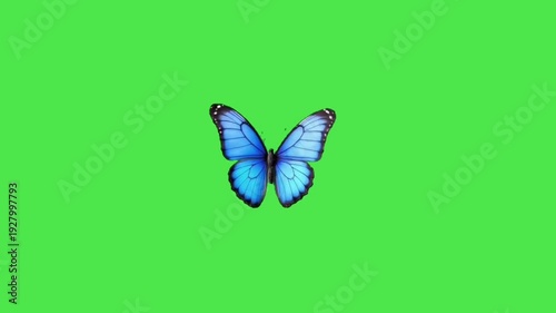 Blue butterfly flying green screen background video 4k