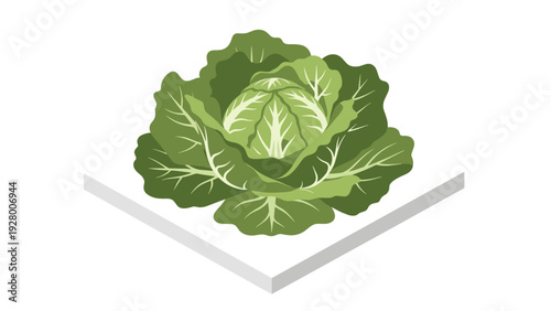 fresh green cabbage vegetable isometric illustration flat design for healthy food concept