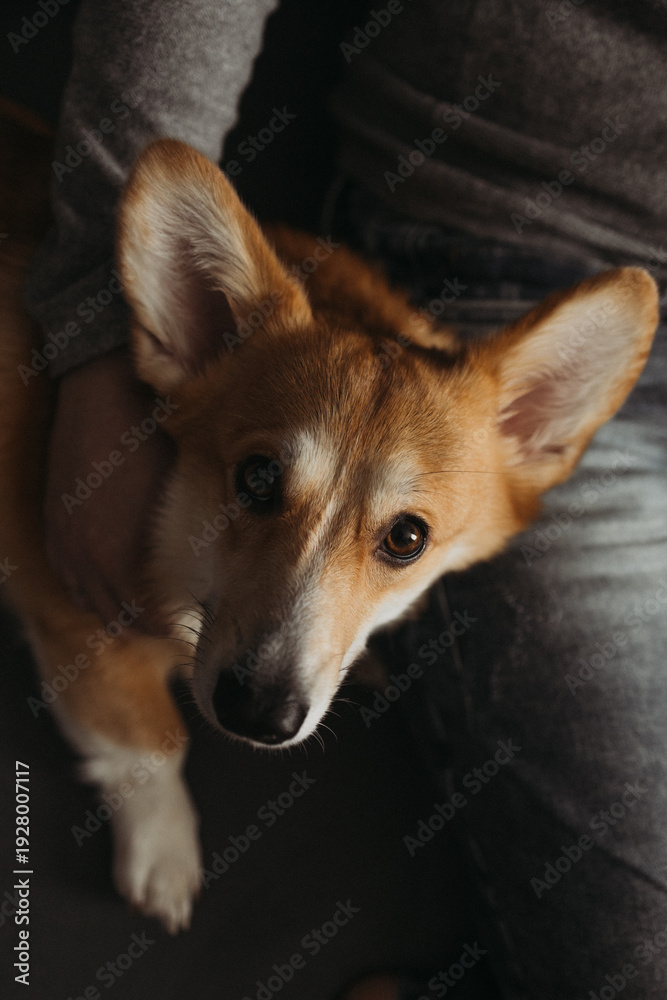 Obraz premium Welsh Corgi Sitting Near Teenager’s Legs Indoors, Close Up