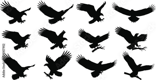 Collection of various eagles in flight from different angles and perspectives, showcasing diverse wing positions and movements