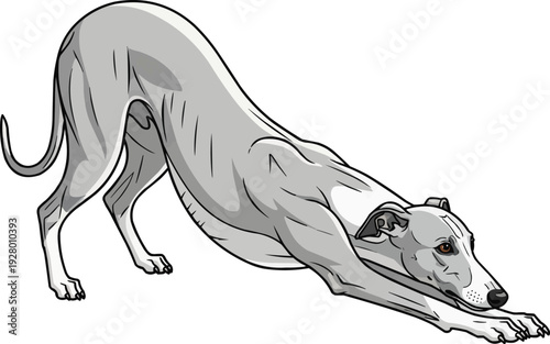 Whippet dog stretching play bow playful dog vector illustration