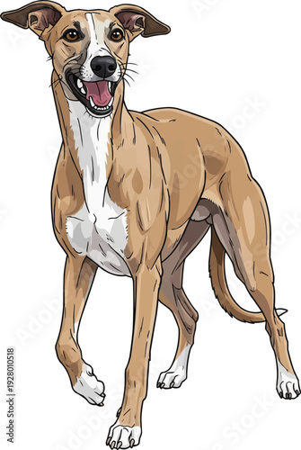 Whippet dog happy playful stance facing front illustration