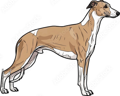 Whippet dog standing side profile view vector illustration