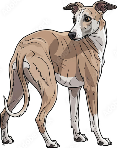 Whippet dog standing rear view looking away watchful illustration