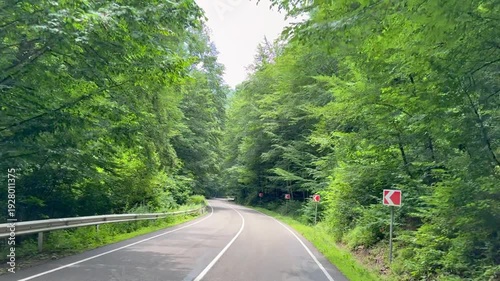 Road in the forest, car video, video dynamics