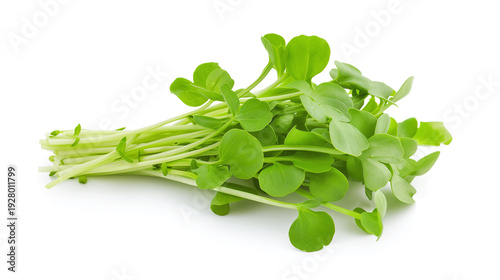 Fresh green radish microgreens sprouts isolated on white background