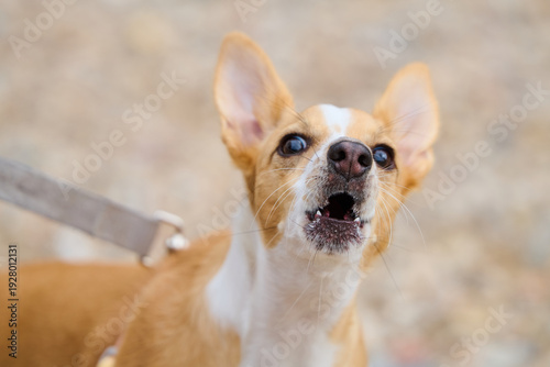 Fotografie Close up of a dog barking