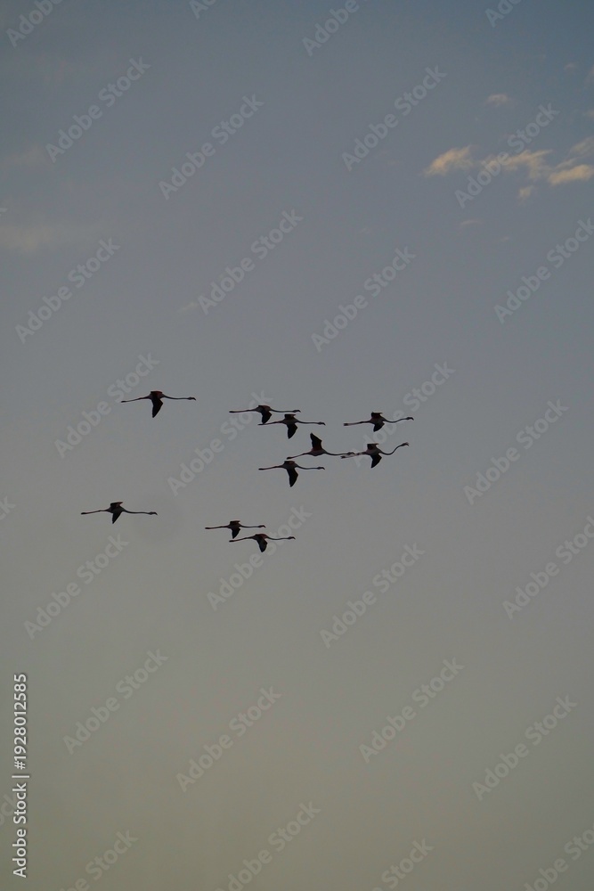 Obraz premium Flamants roses en vol dans le ciel Flamingos flying in the sky