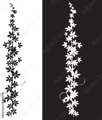 Black and white silhouette of a climbing vine with star shaped leaves and tendrils climbing plant 1