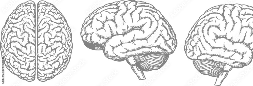 Fototapeta premium Detailed illustration of human brain anatomy from multiple viewpoints showcasing cerebral structure and neural patterns