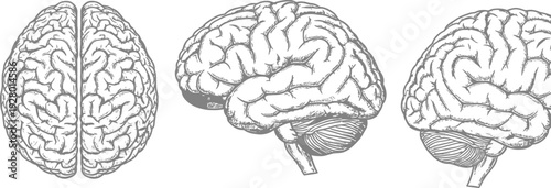 Detailed illustration of human brain anatomy from multiple viewpoints showcasing cerebral structure and neural patterns