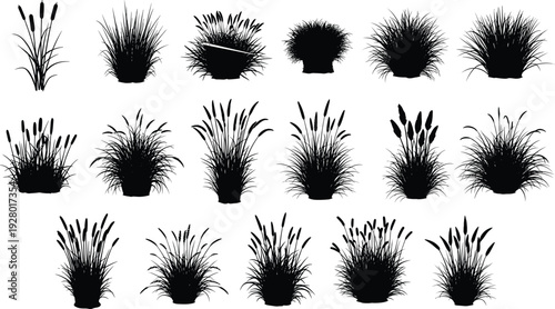 Reeds and grass silhouettes collection, marsh plants and cattail icons set, wetland nature botanical black and white vector illustration