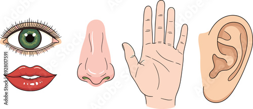 Human body parts senses illustration set, eye nose ear hand lips anatomy icons, sensory organs vector medical education design collection