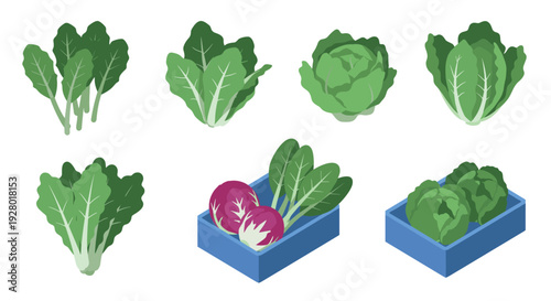 collection of fresh green leafy vegetables and lettuce heads in flat vector style for healthy food design