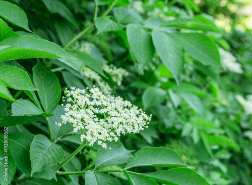 White elderberry flowers (Sambucus nigra) blooming amidst lush green leaves in a natural outdoor setting on a sunny day.