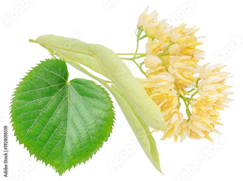 Fresh linden flowers with green leaves isolated on a white background. These aromatic blossoms from the Tilia tree are widely used for making healthy herbal tea and in natural medicine. Clipping path.