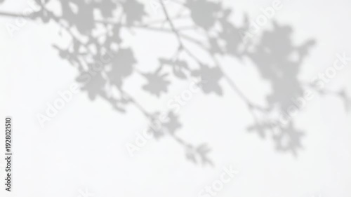 Wallpaper Mural Soft shadow overlay of delicate branches with leaves casting gentle patterns on a white background Torontodigital.ca