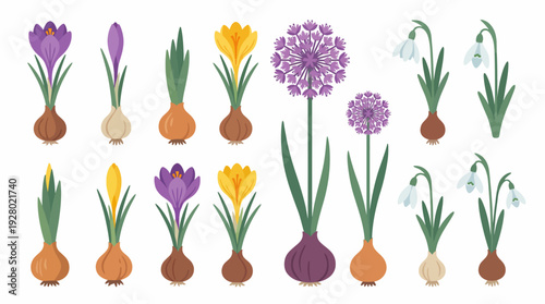 Collection of Various Bulbous Flowers and Bulbs.