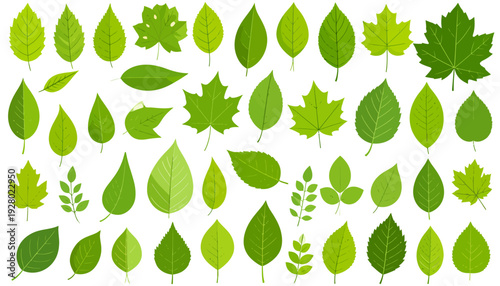 Collection of Various Green Leaves Shapes.