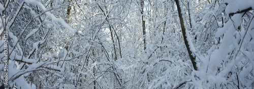 Scenic view of snowy forest with sunlight, panorama 