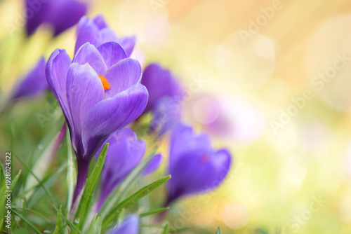 Beautiful background with purple flowers of crocus selective focus