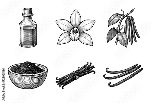 Set of vintage monochrome woodcut illustrations featuring vanilla orchids, pods, seeds, and liquid extract in a glass bottle