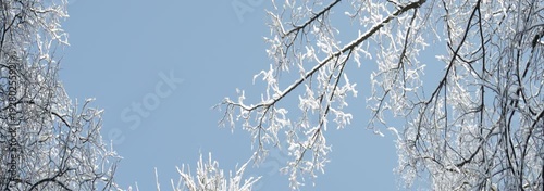 Low angle view of snowy tree branches in park