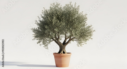 Small olive tree in a terracotta pot, isolated on a white background, symbolizing Mediterranean gardening and outdoor decor.