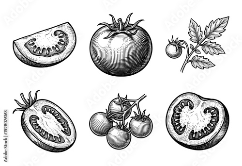 Vintage tomato botanical illustration set featuring whole fruit, cross sections, slices, cherry tomatoes on vine, and leaves in woodcut engraving style.