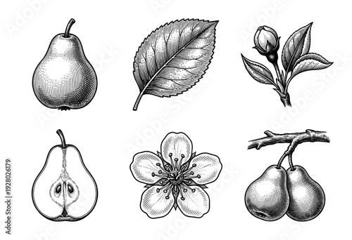 Vintage botanical illustrations of pear fruit anatomy including whole fruit, cross section, serrated leaf, blossom, bud, and ripening cluster in woodcut engraving style.