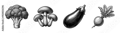 Vintage engraving style vegetable collection featuring broccoli, mushrooms, eggplant, and radish in a detailed black and white woodcut illustration.