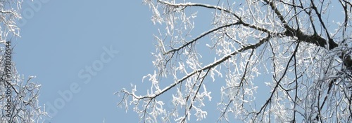 Snowy branches of trees with blue sky on background, panoramic shoot