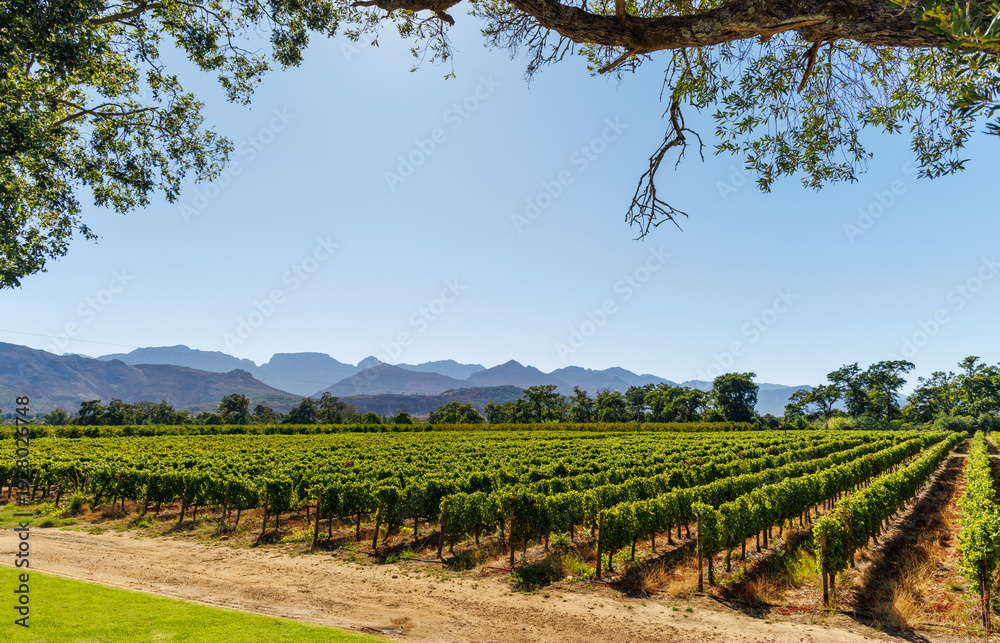 Naklejka premium Sunlit vineyard rows with mountain backdrop