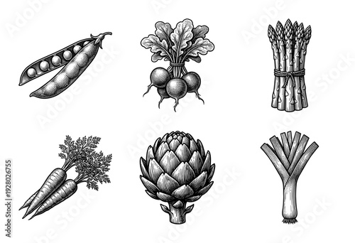 Set of organic garden vegetables in vintage woodcut style featuring peas radishes asparagus carrots artichoke and leek